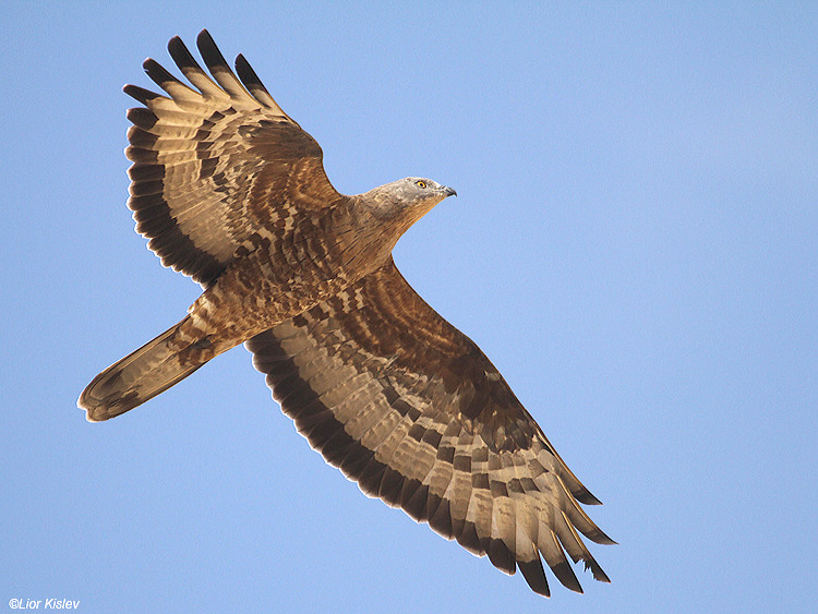    Honey Buzzard  Pernis  apivorus ,Ketura, Arava valley ,May   2010. Lior Kislev     